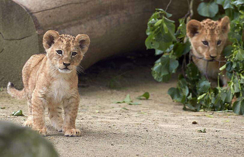 Die am 19. April geborenen Löwenbabies erkunden im Zoo in Neuwied (Rheinland-Pfalz) mit Vater Schröder ihr Gehege. Auf der ganzen Welt gibt es nach Angaben von Zoodirektor Mirko Thiel nur noch rund 100 wohl nicht mehr völlig reinrassige Berberlöwen
