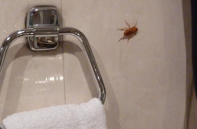 Ungeziefer an der Wand: Dieses Bild habe er im Urlaub gemacht, berichtet der AZ-Leser.