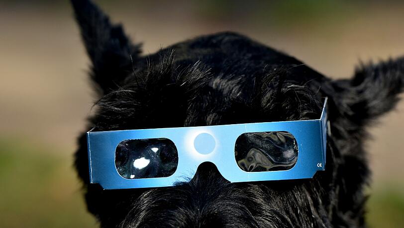 Dieser Hund kann gut geschützt problemlos die Sonnenfinsternis beobachten. Dieser Hund kann gut geschützt problemlos die Sonnenfinsternis beobachten.