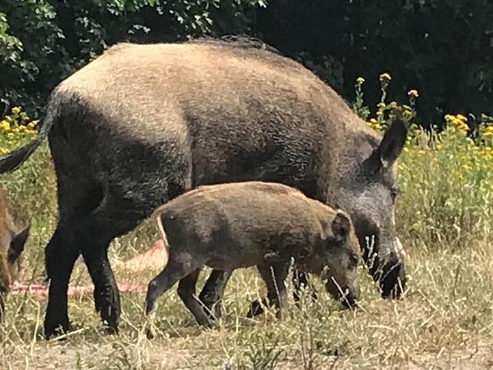Ein Wildschwein mit seinem Nachwuchs läuft über die Badewiese am Teufelssee im Berliner Grunewald.