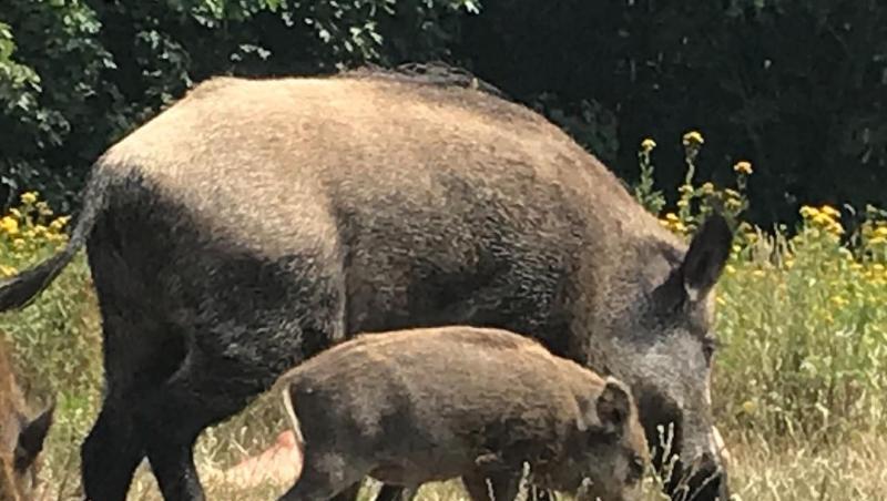 Ein Wildschwein mit seinem Nachwuchs läuft über die Badewiese am Teufelssee im Berliner Grunewald. Ein Wildschwein mit seinem Nachwuchs läuft über die Badewiese am Teufelssee im Berliner Grunewald.