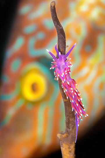 British Waters Macro, Platz 3: Grundel hinten, Nacktschnecke vorne. Von Dan Bolt aus Großbritannien.