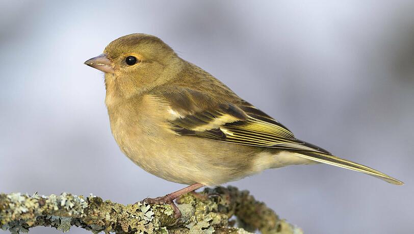 Buchfink-Weibchen (Fringilla coelebs) sitzt auf einem mit Flechten bedeckten Zweig.