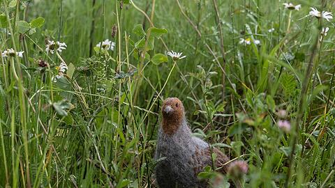 Das in seinem Bestand gefährdete Rebhuhn ist zum Vogel des Jahres gewählt worden. (Archivbild)