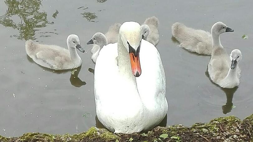 Der Schwan schwamm mit seinen fünf Küken im Sommer noch in der Würm am Jagdschloss Blutenburg.