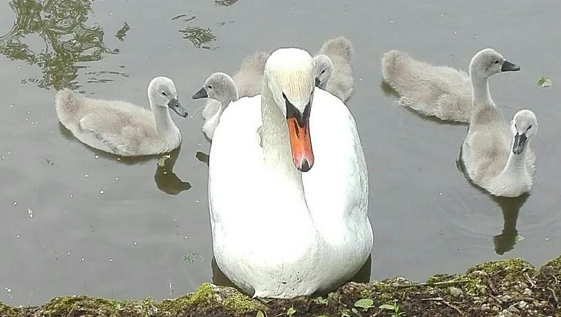 Der Schwan schwamm mit seinen fünf Küken im Sommer noch in der Würm am Jagdschloss Blutenburg. Der Schwan schwamm mit seinen fünf Küken im Sommer noch in der Würm am Jagdschloss Blutenburg.