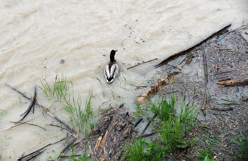 Eine Ente auf der Isar.