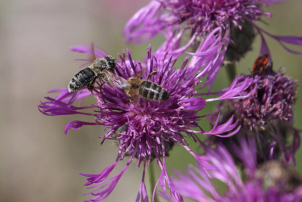Die Flockenblume wird von den beiden Bienen gerade intensiv bearbeitet. Die Flockenblume wird von den beiden Bienen gerade intensiv bearbeitet.