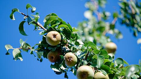 Nach ersten vorl&auml;ufigen Sch&auml;tzungen erwarten die Obstbaubetriebe 2026 eine gute Birnenernte. (Archivbild)