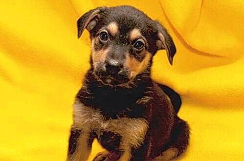 Auch Hunde können das Virus übertragen. Erst lieb und trollig, plötzlich bis der Welpe seinen Besitzer - der Tierarzt diagnostizierte Tollwut.