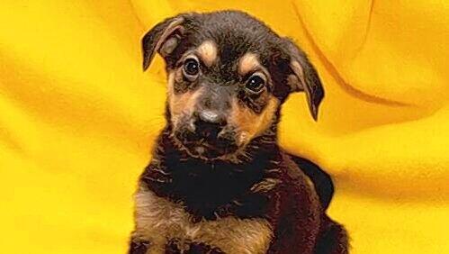 Auch Hunde können das Virus übertragen. Erst lieb und trollig, plötzlich bis der Welpe seinen Besitzer - der Tierarzt diagnostizierte Tollwut. Auch Hunde können das Virus übertragen. Erst lieb und trollig, plötzlich bis der Welpe seinen Besitzer - der Tierarzt diagnostizierte Tollwut.
