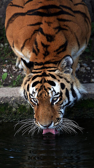 Weitere Bilder vom Foto-Spaziergang durch den Tierpark Hellabrunn am Donnerstagabend.