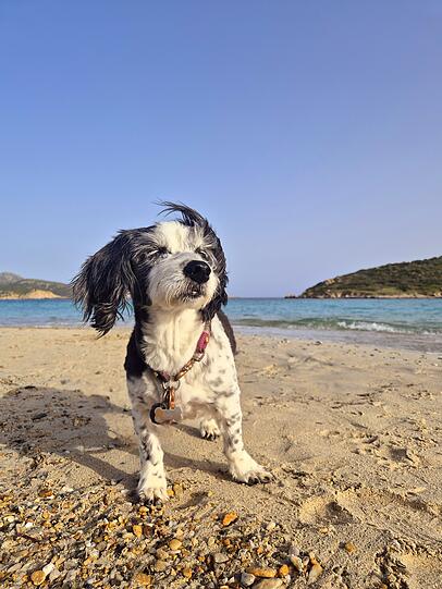 Lady ist die beste, da sie uns damals in einem Urlaub (obwohl) wir gar keinen zweiten Hund wollten um den Finger gewickelt hat. Sie ist uns jeden Tag in der Türkei hinterhergelaufen und war somit stets ein treuer Begleiter und das ist sie bis heute seit 12 Jahren.