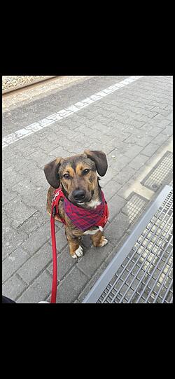 Fido ist ein Tierschutzhund aus Kroatien. Er hat sehr schlechte Erfahrungen gemacht und hat viele Baustellen mitgebracht. Wir sind seine 6. Stelle und haben ihn mit 7 Monaten bekommen. Trotz allem vertraut er uns und ist unser kleiner Kämpfer der sich nicht unterkriegen lässt. Darum ist er der Beste.