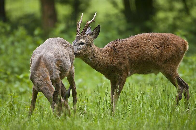 Ein junger Rehbock hat sich in einem Garten im Zentrum des Ortes Oettingen in Bayern (Landkreis Donau-Ried) verirrt. Offenbar auf der Flucht rannte das Tier ins Ortsinnere und sprang über den Zaun in einen Garten. Dort blieb es dann ratlos stehen.