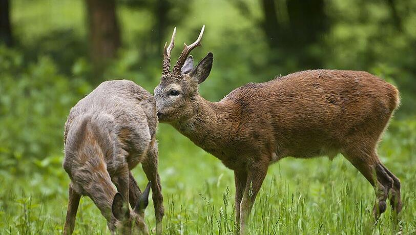 Ein junger Rehbock hat sich in einem Garten im Zentrum des Ortes Oettingen in Bayern (Landkreis Donau-Ried) verirrt. Offenbar auf der Flucht rannte das Tier ins Ortsinnere und sprang über den Zaun in einen Garten. Dort blieb es dann ratlos stehen. Ein junger Rehbock hat sich in einem Garten im Zentrum des Ortes Oettingen in Bayern (Landkreis Donau-Ried) verirrt. Offenbar auf der Flucht rannte das Tier ins Ortsinnere und sprang über den Zaun in einen Garten. Dort blieb es dann ratlos stehen.