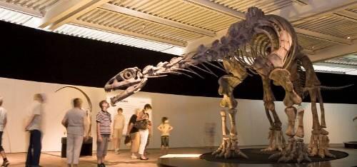 Hautnah: ein Lessensaurus.