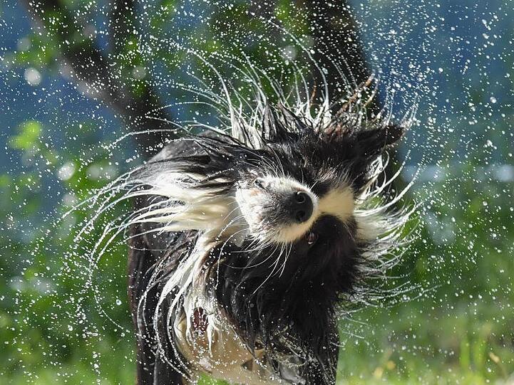 Ein Border Collie schüttelt nach einem Sprung ins kalte Nass das Wasser aus seinem Fell.