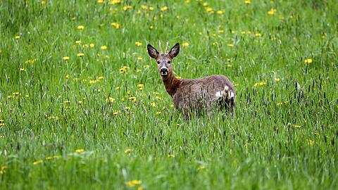 Im Bayerischen Waldgesetz ist der Grundsatz "Wald vor Wild" verankert. Der Bayerische Jagdverband (BJV) fordert eine Änderung  Wald und Wild müssten als gleichwertige Schutzgüter angesehen werden. (Symbolfoto)