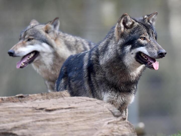 Wölfe in einem Wildpark. In Niedersachsen könnte nun erstmals ein Mensch von einem Wolf angegriffen worden sein.