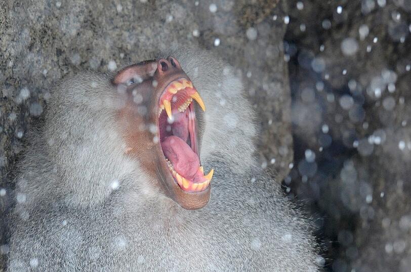Ein Mantelpavian sitzt am Ostersonntag im Tierpark Hellabrunn bei Schneefall unter einem Felsvorsprung und gähnt.