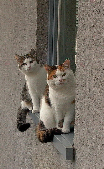Mogli und Flecki