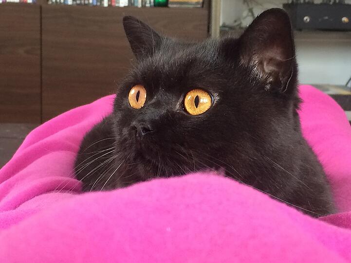 Mimmo