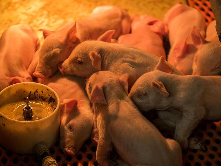 Einen Tag alte Ferkel unter einer wärmenden Rotlichtlampe in einem Stall im Schweinezuchtbetrieb in Liessow (Mecklenburg-Vorpommern).