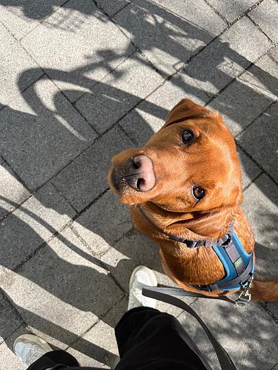 Akela: Mein Hund ist der perfekte Hund für mich nicht, weil sie perfekt erzogen ist oder jeden Trick kann. Nein, sondern weil es Liebe auf den zweiten Blick war. Ja, richtig nicht auf den ersten Blick, sondern auf den zweiten. Akela, mein Hund, hat mich ausgesucht nicht ich sie. Fortsetzung folgt.