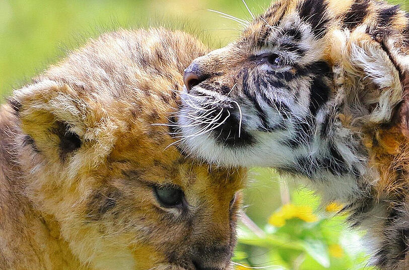 Die beiden kleinen Raubkatzen im japanischen Safari-Zoo