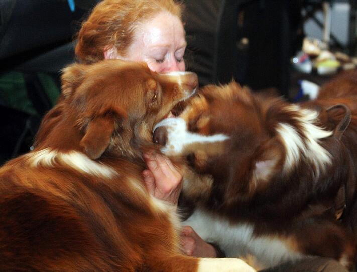 Ein bisschen raufen muss erlaubt sein, findet Australian Shepherd Sunny Spell Dakota