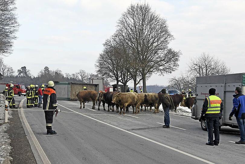 Zehn Rinder haben am Montagnachmittag die Einsatzkräfte auf Trab gehalten: Sie waren bei einem Unfall ausgebüxt und weigerten sich beharrlich wieder in den Anhänger zu klettern.