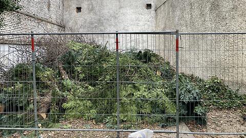 Alte Bergahorne, eine Zierkirsche, ein Walnuss- und Aprikosenbaum - alles umgeholzt im Hinterhof an der Herzog-/Apianstraße. Auch der Efeu, der die Brandschutzmauer bewachsen hat, ist abgerissen. In diese Nische des Hofs will der Eigentümer einen vierstöckigen Neubau stellen.