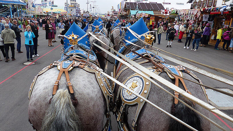 Seit Jahren Tradition auf der Wiesn: Die Pferde-Gespanne der Brauereien. Seit Jahren Tradition auf der Wiesn: Die Pferde-Gespanne der Brauereien.