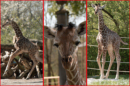 Ein zuckersüßes Giraffenbaby wartet im Tierpark Hellabrunn auf Besucher. Zwei Wochen ist es gerade alt. Hier gibt's schon mal die nettesten Fotos von dem putzigem Tierchen.