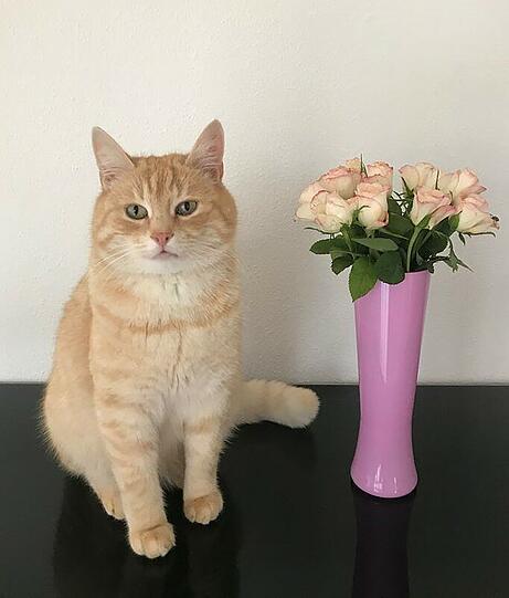 Hugo