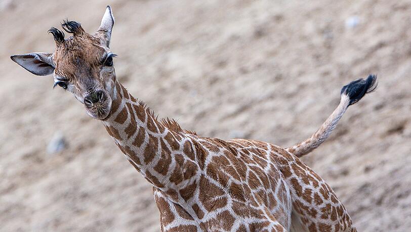 Giraffen-Bulle Mojo erkundete erstmals das Außengehege des Schweriner Zoos.