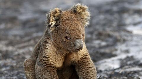 Bilder von Koalas mit angesengten Pfoten gingen um die Welt. (Archivbild)