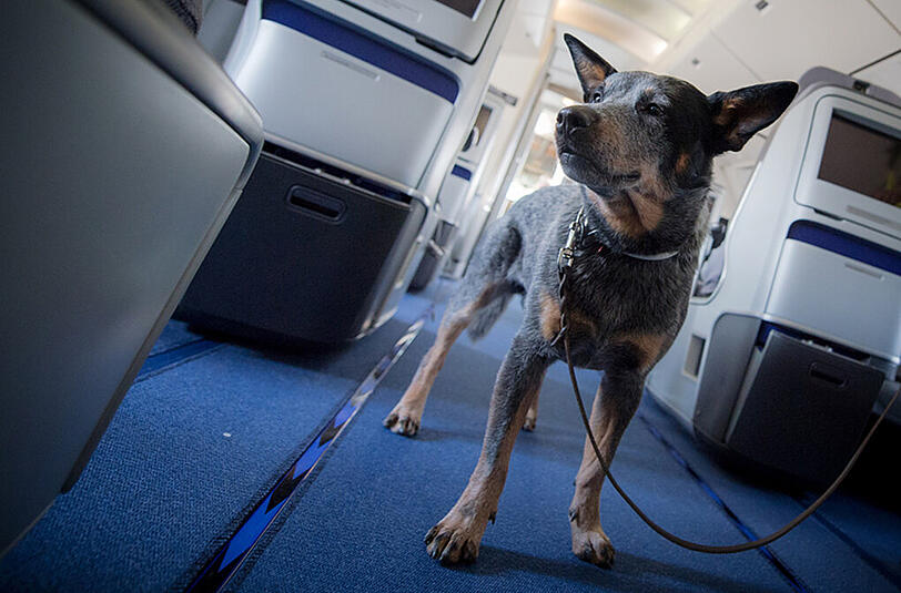 Hier schnuppert "Jack" an Bord einer Boeing 747 nach Bettwanzen. Foto: Alexander Heinl