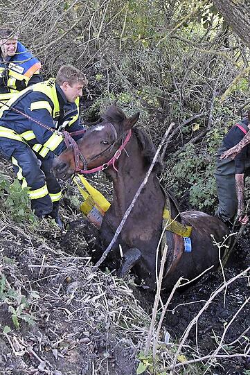 Die Feuerwehr zieht "Rio" mit vereinten Kräften aus dem Bachlauf. Die Bilder der Rettungsaktion.