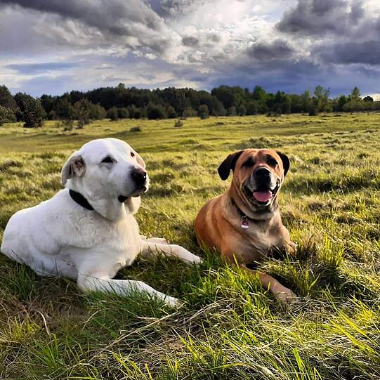 Rocky und Lika