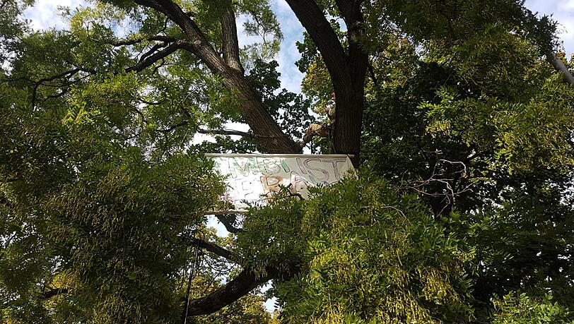 Ein Aktivist hat einen "Hambi ist überall"-Banner in einem Baum in der Theresienstraße angebracht. Ein Aktivist hat einen "Hambi ist überall"-Banner in einem Baum in der Theresienstraße angebracht.