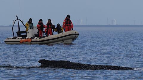 Wo der Wal aktuell genau ist, ist nicht bekannt.