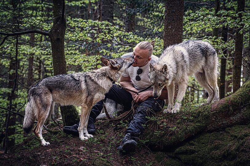 Wolfshunde Kojiro, Shizuka und Hiroyuki