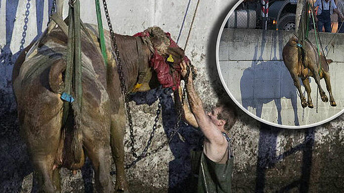 Bei Seeon-Seebruck ist eine Kuh in eine Güllegrube gestürzt und wurde mit Hilfe der Feuerwehr aus ihrer misslichen Lage befreit. Die Bilder...