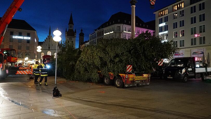 Schon im Morgengrauen wurde der Baum an den Marienplatz geliefert.