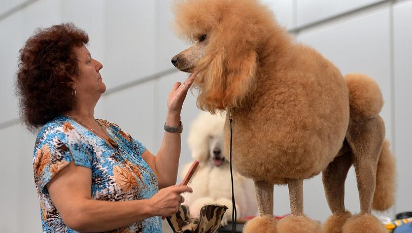 Frau mit Königspudel (Symbolbild). Frau mit Königspudel (Symbolbild).
