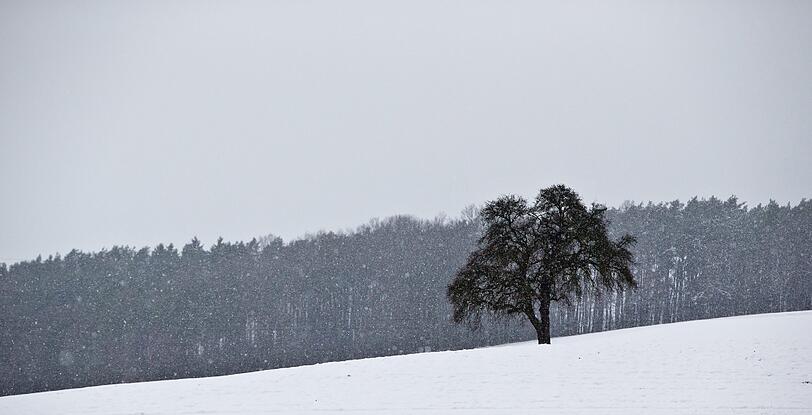 Ein einsamer Baum auf einem verschneiten Feld in Oberfranken.