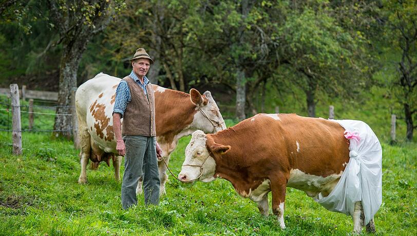 Landwirt Johann Huber und seine Windel-tragende Kuh Doris am Tegernsee. Nach EU-Plänen soll künftig für Flächen mit einer Hangneigung von mehr als 15 Prozent ein generelles Düngeverbot gelten. Landwirt Johann Huber und seine Windel-tragende Kuh Doris am Tegernsee. Nach EU-Plänen soll künftig für Flächen mit einer Hangneigung von mehr als 15 Prozent ein generelles Düngeverbot gelten.