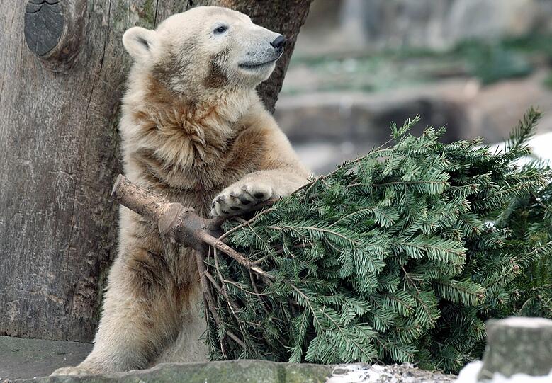 Eisbär Knut trieb leblos im Wasser seines Geheges.